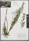 Foto von Salix repens subsp. rosmarinifolia (L.) Andersson